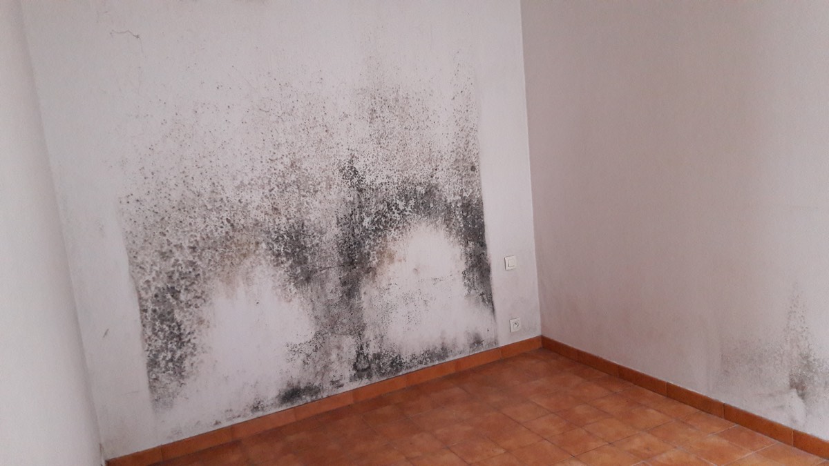 Moisissures - Expertise humidité à Marseille